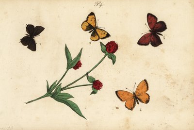 Common Acacia Blue, Provence Hairstreak, Purple-edged Copper, and Scarce Copper by Unknown